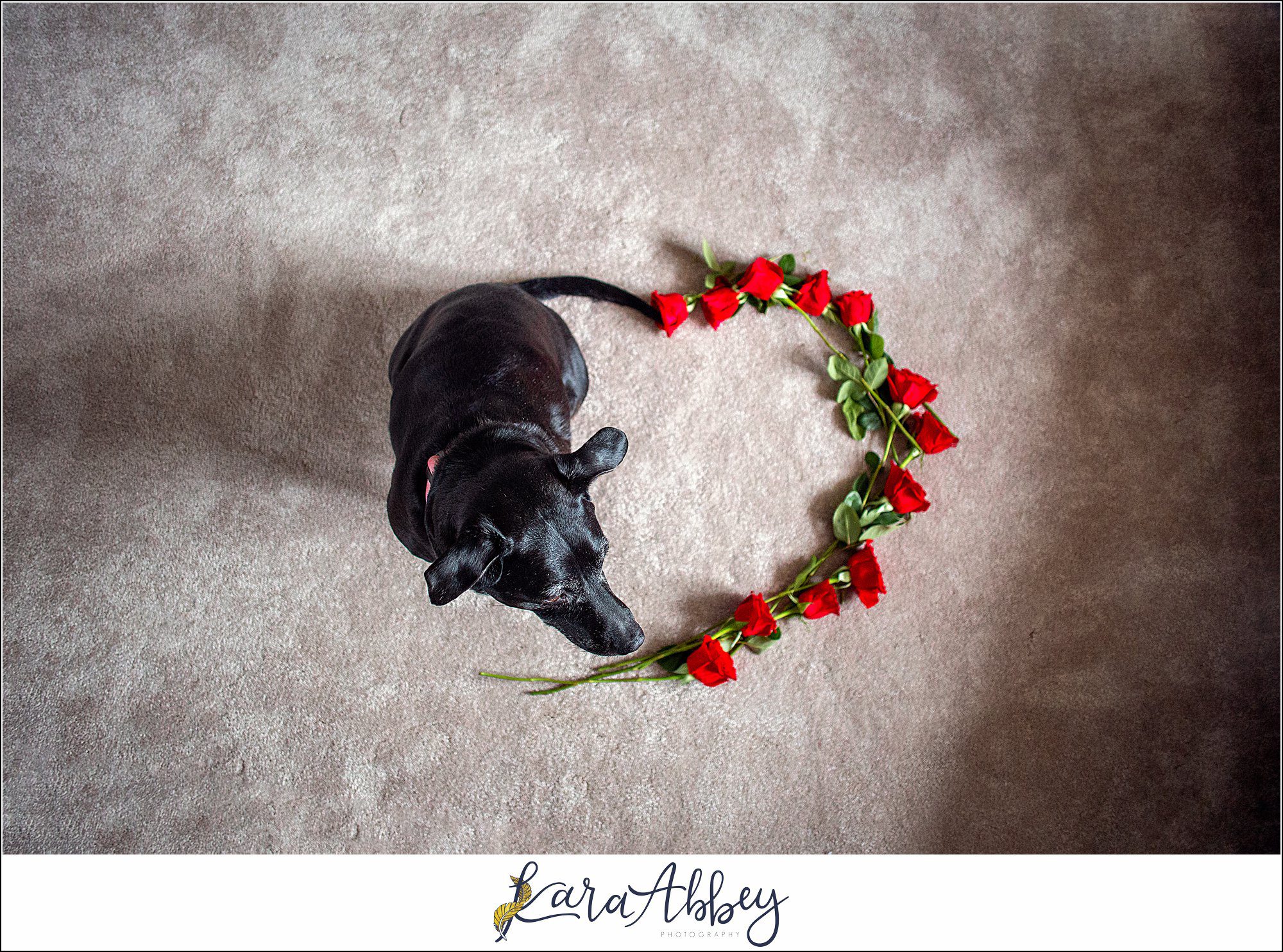 Abby's Saturday Black Lab with Roses for Valentine's Day in Irwin PA