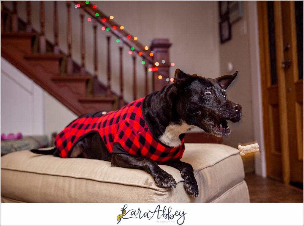 The Abbey Family Favorite Highlight Images from 2019