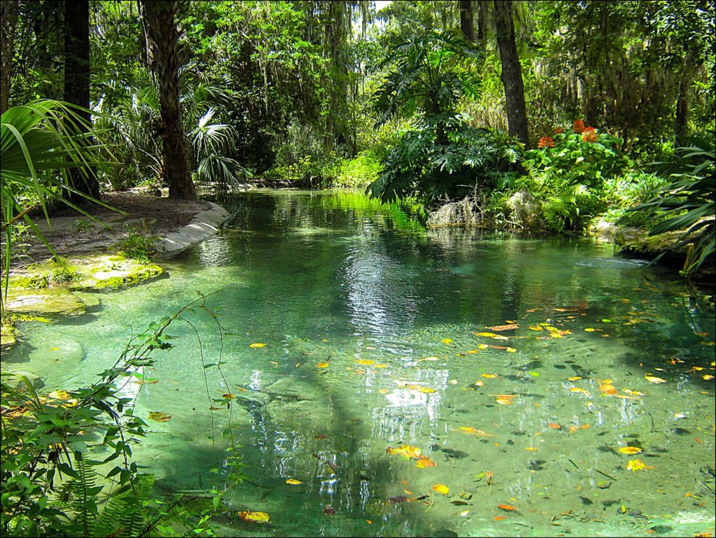 Our Love Story - The Proposal at Rainbow Springs State Park
