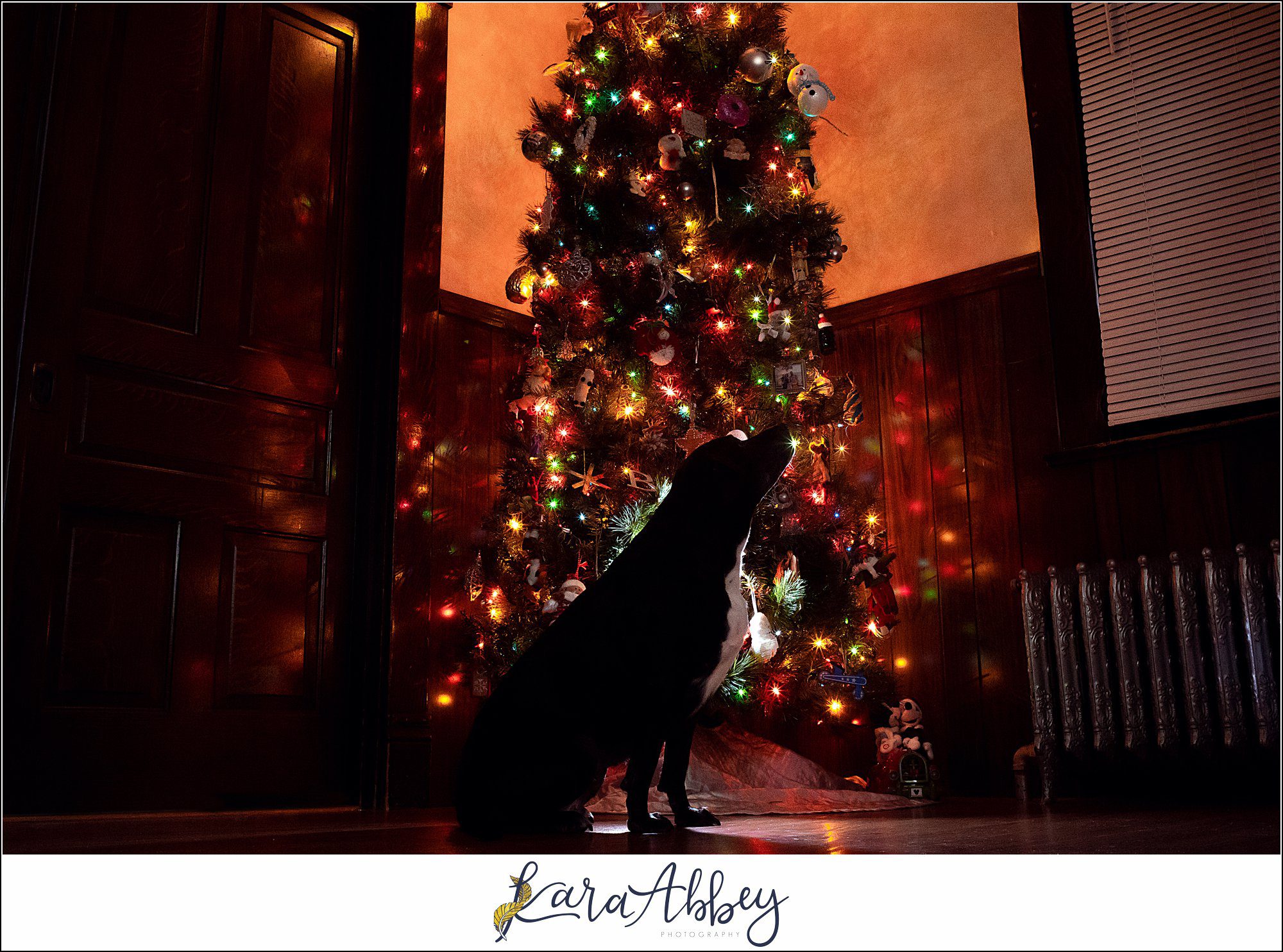 Abbys Saturday Black Lab Sitting in Front of the Christmas Tree in Irwin PA