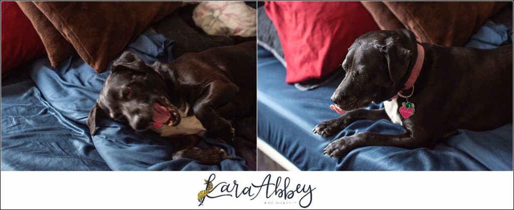 Behind The Scenes and Bloopers of Taking a Weekly Photo of my Dog in Irwin PA