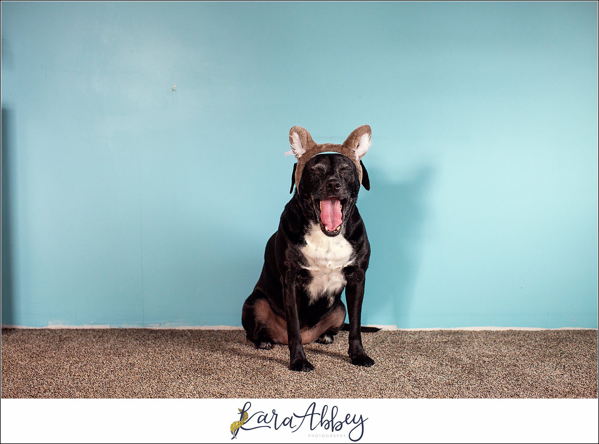 Behind The Scenes and Bloopers of Taking a Weekly Photo of my Dog in Irwin PA