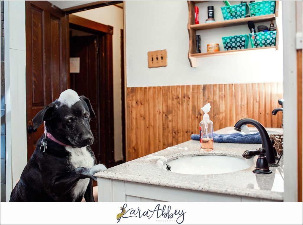Behind The Scenes and Bloopers of Taking a Weekly Photo of my Dog in Irwin PA