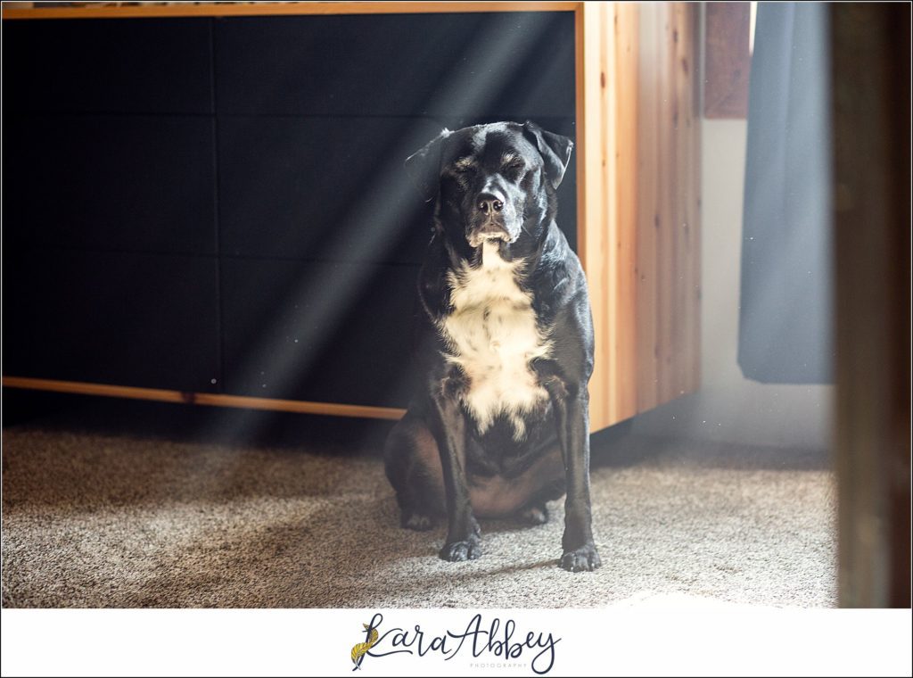 Behind The Scenes and Bloopers of Taking a Weekly Photo of my Dog in Irwin PA