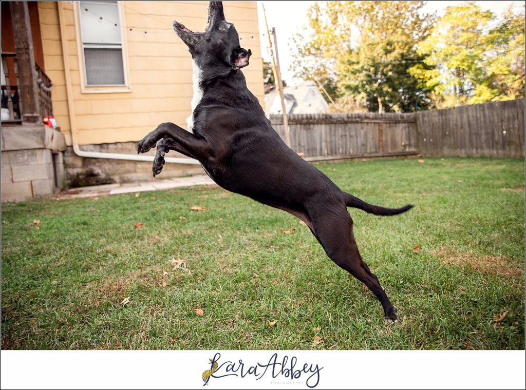 Behind The Scenes and Bloopers of Taking a Weekly Photo of my Dog in Irwin PA