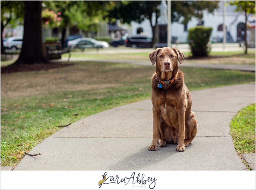 Amazing Portraits by Kara Abbey Photography in Irwin PA