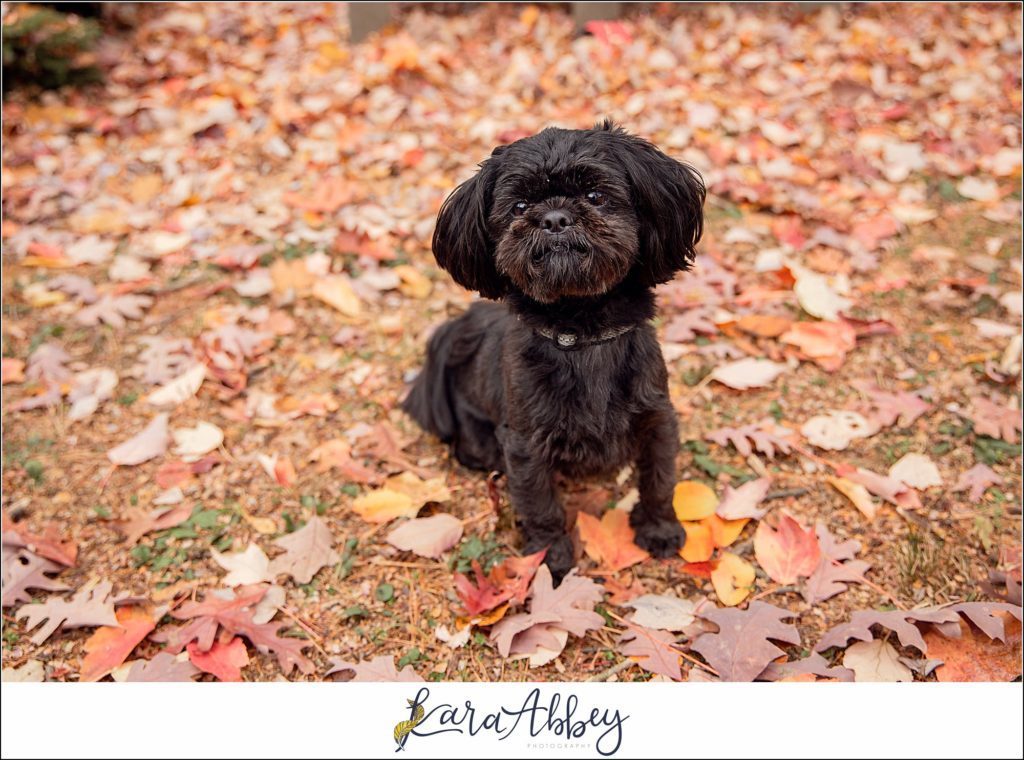 Amazing Portraits by Kara Abbey Photography in Irwin PA