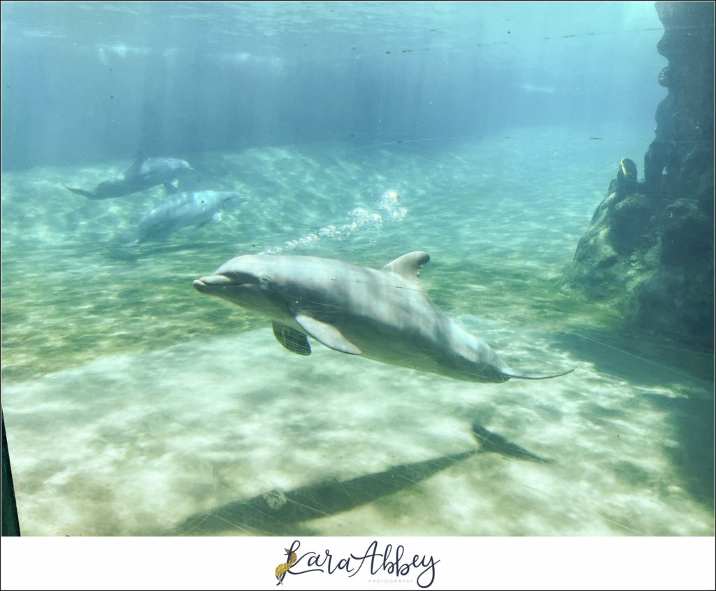 Our Week Long Trip to Florida The Adventuring Abbeys