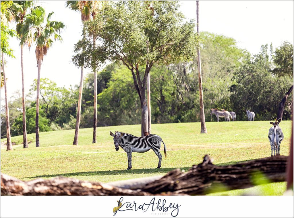 Our Week Long Trip to Florida The Adventuring Abbeys