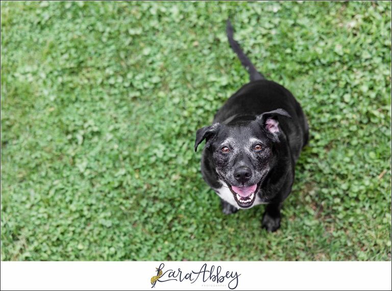 Abbys Saturday Black Lab in Back Yard in Irwin PA