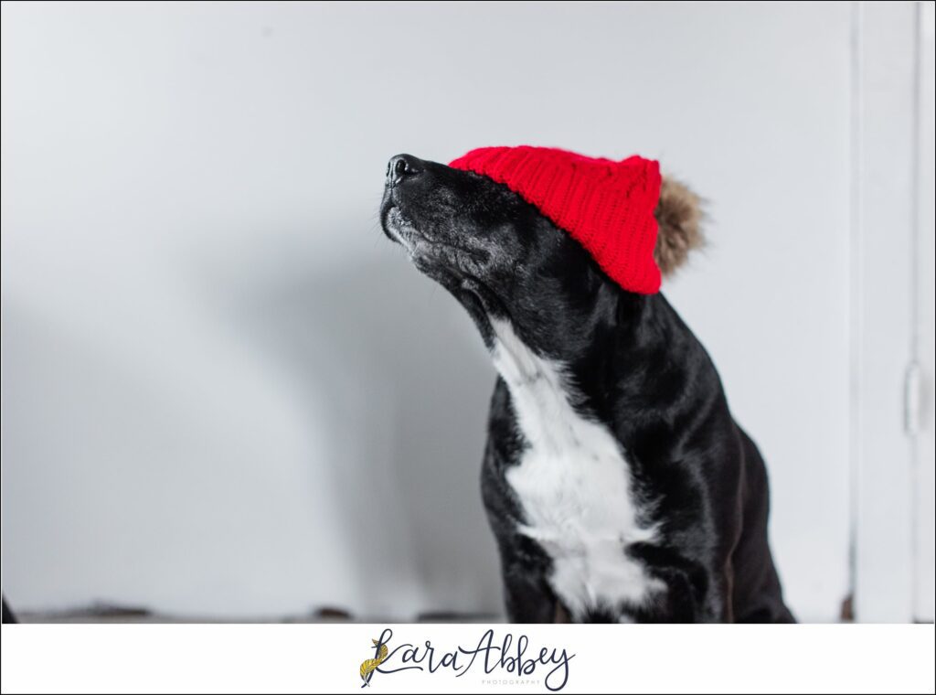 Abbys Saturday Bloopers from 2021 Silly Photos of a Black Lab