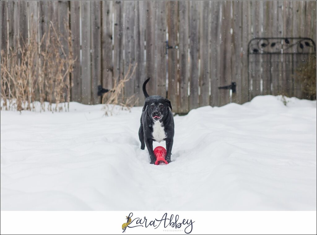 Abbys Saturday Bloopers from 2021 Silly Photos of a Black Lab