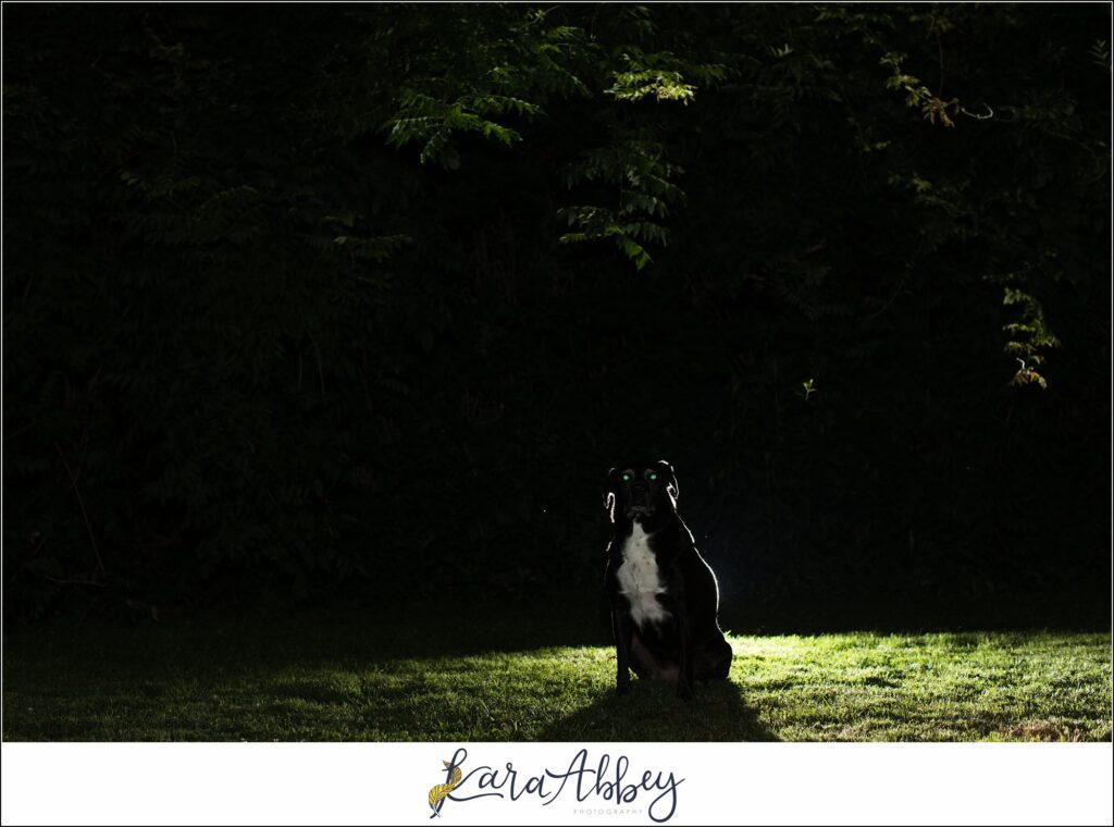 Abbys Saturday Bloopers from 2021 Silly Photos of a Black Lab