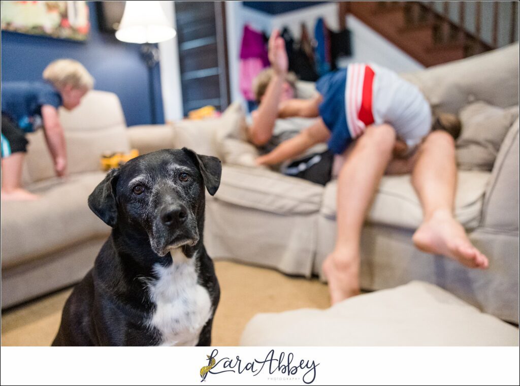 Abbys Saturday Bloopers from 2021 Silly Photos of a Black Lab