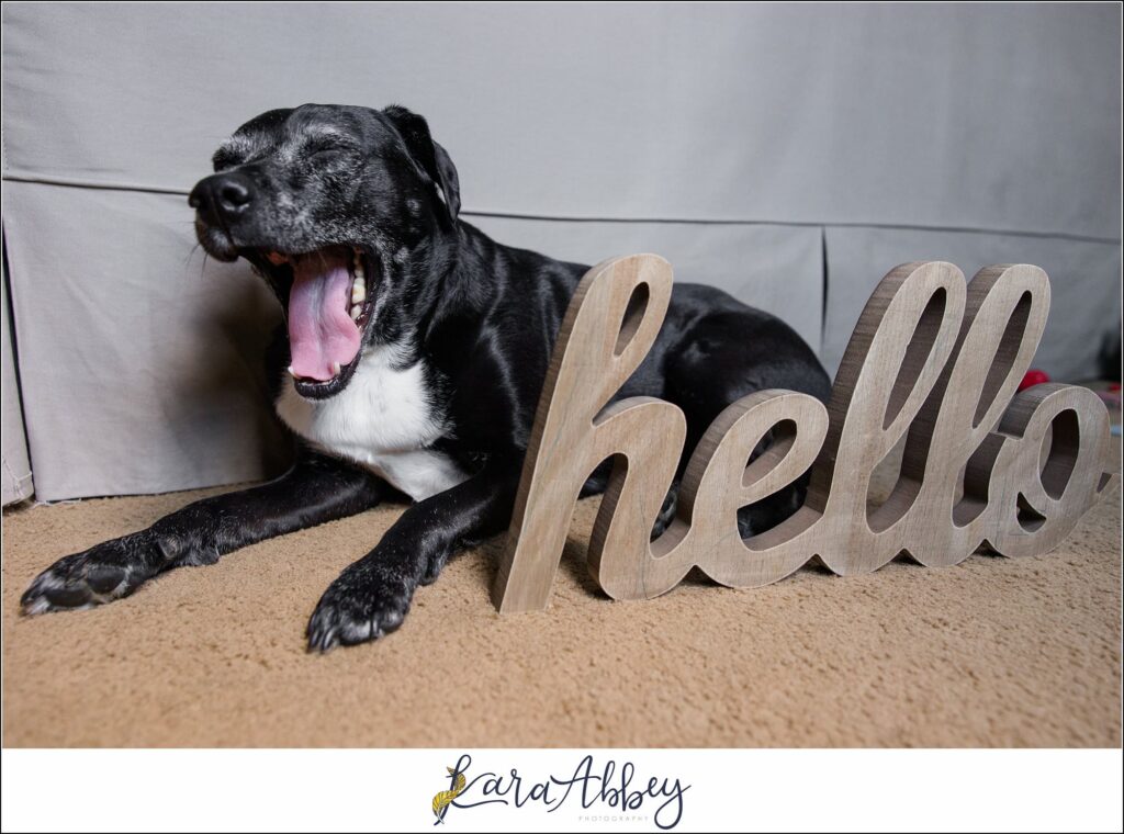 Abbys Saturday Bloopers from 2021 Silly Photos of a Black Lab