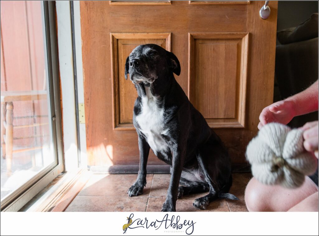 Abbys Saturday Bloopers from 2021 Silly Photos of a Black Lab