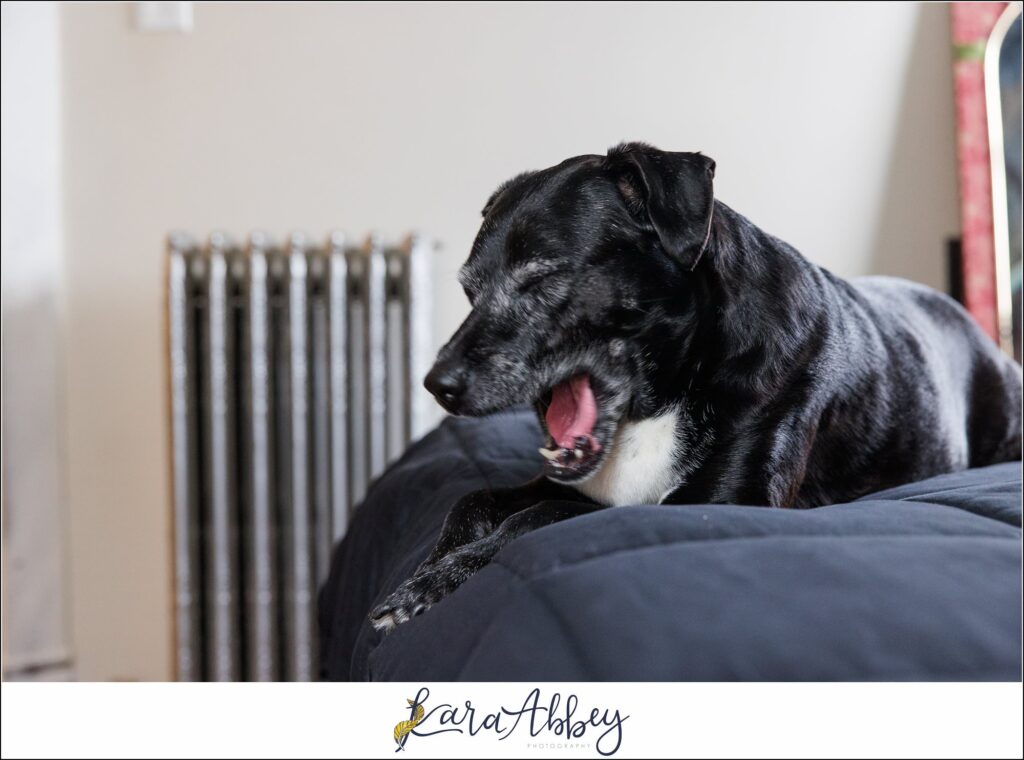 Abbys Saturday Bloopers from 2021 Silly Photos of a Black Lab