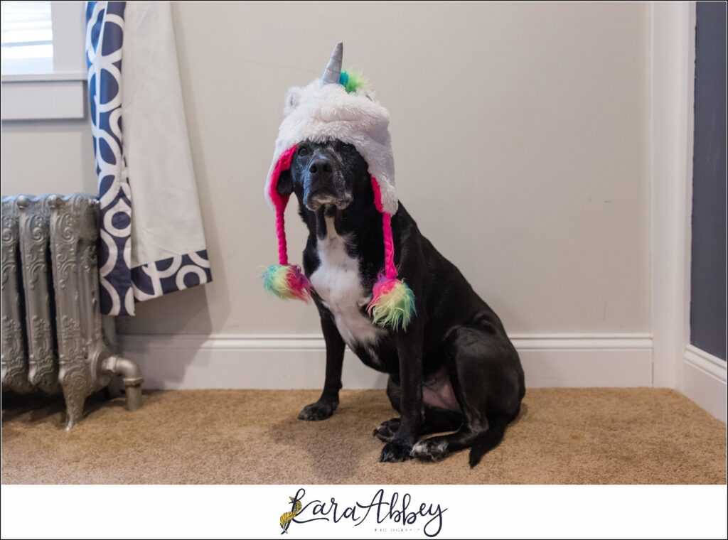 03 Abbys Saturday Black Lab in Unicorn Hat in Irwin PA