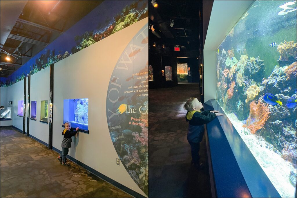 A visit to The Pittsburgh Zoo & PPG Aquarium Family Vlog