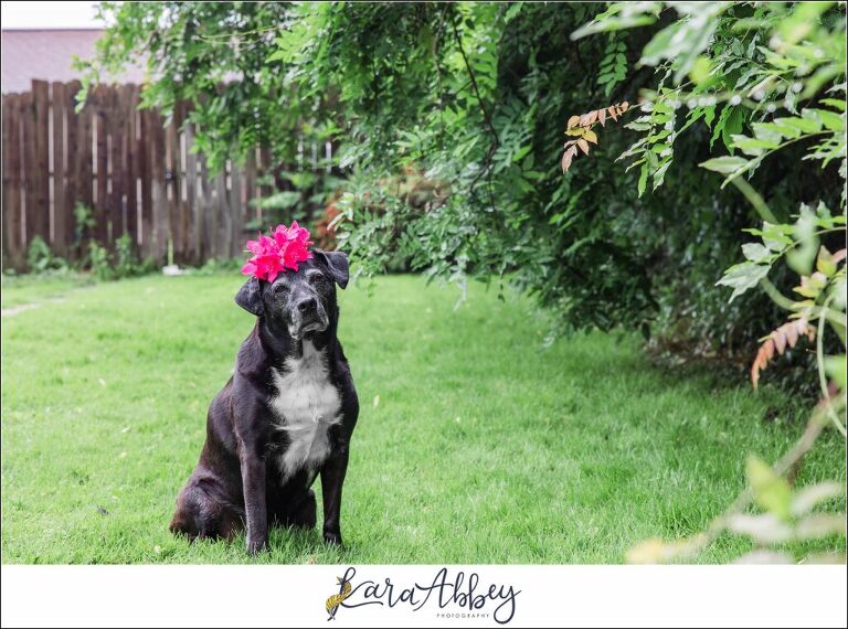 Abbys Saturday Black Lab with Flower on Head in Irwin PA