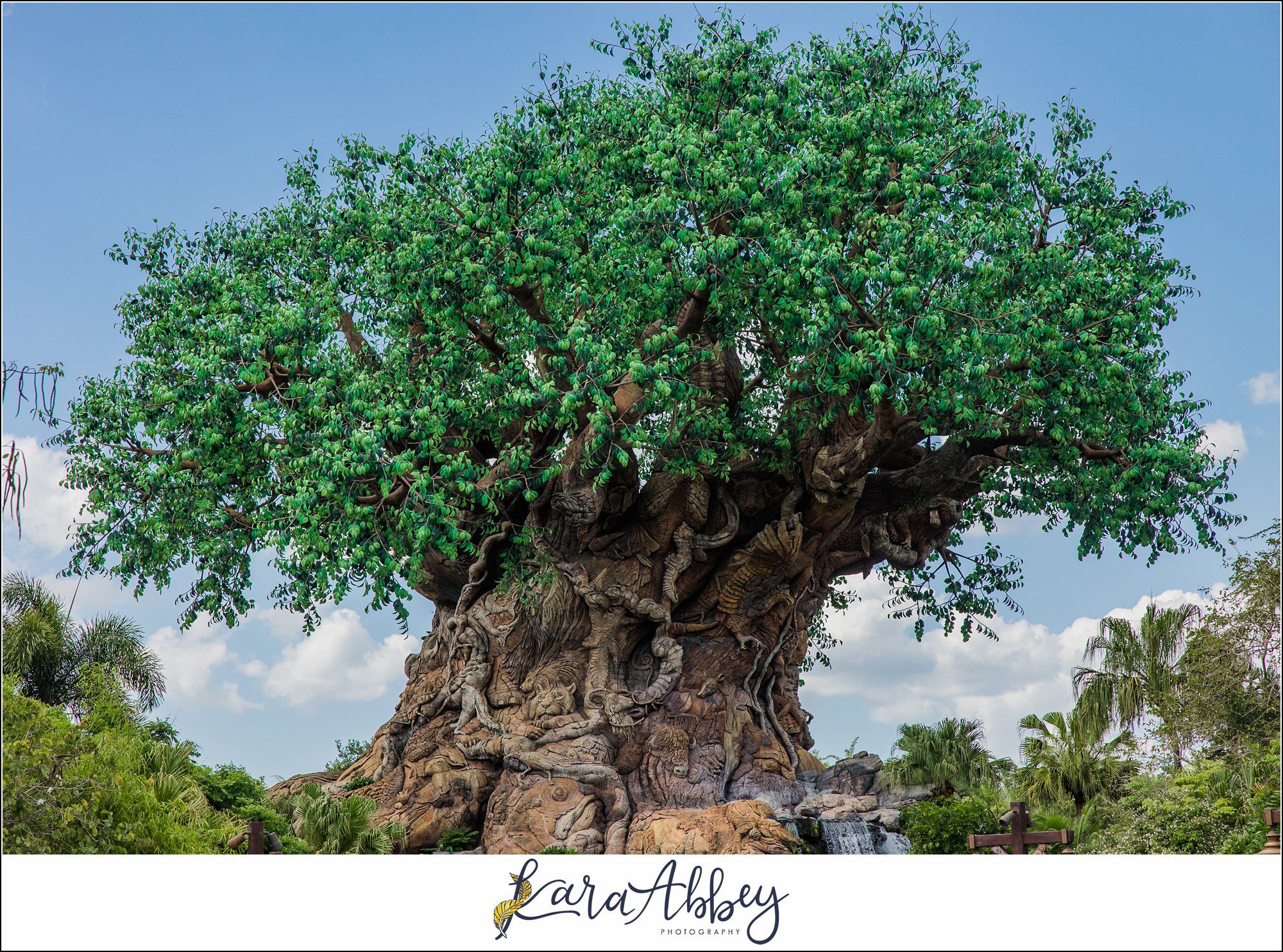 The Adventuring Abbeys go to Disney's Animal Kingdom - Family Vlog from Spring 2022