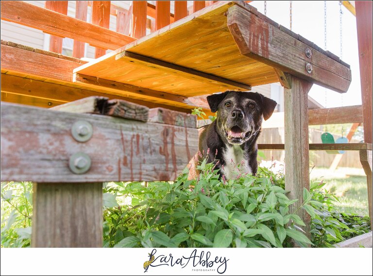 Abbys Saturday Black Lab in the Backyard in Irwin PA