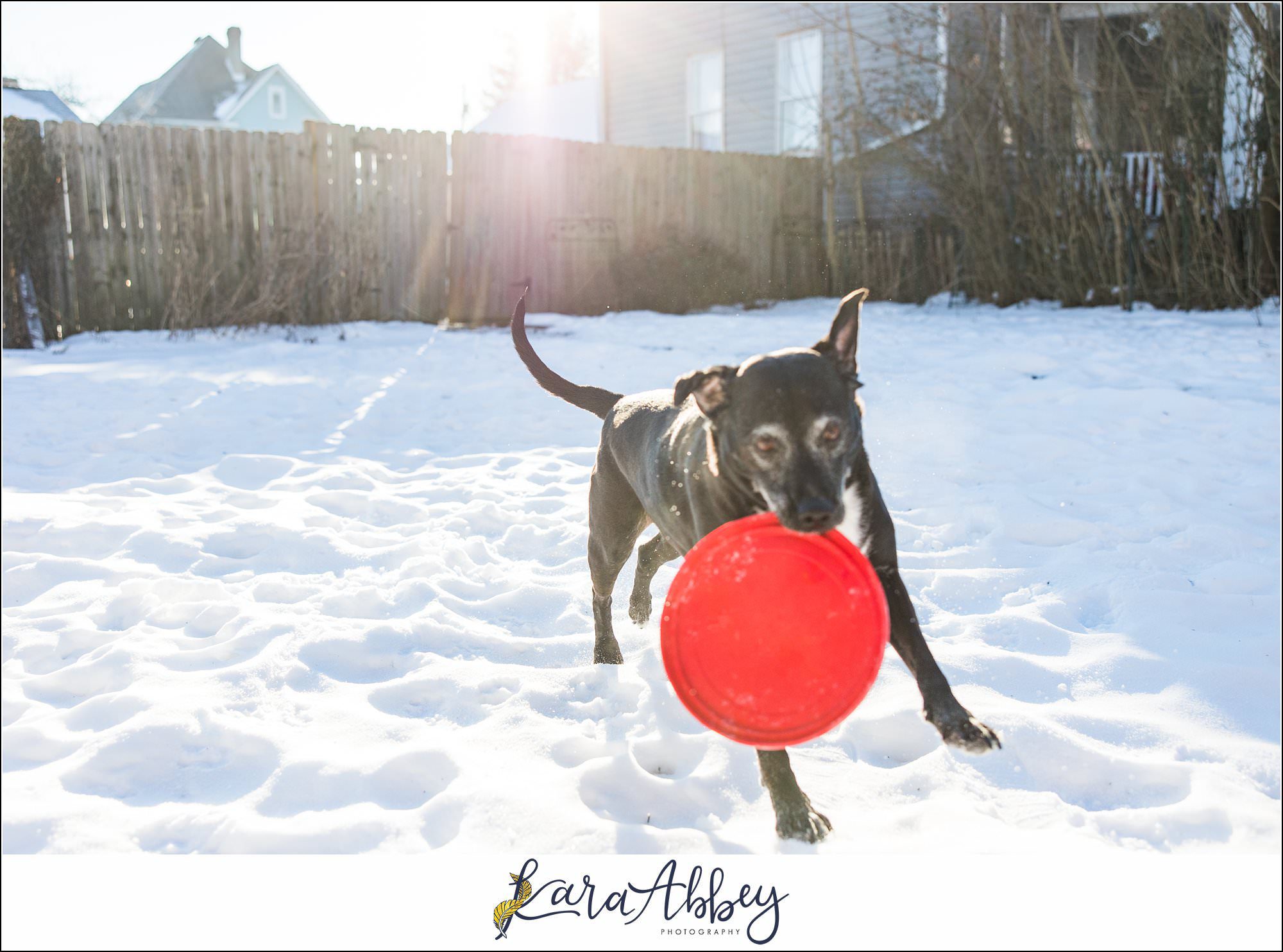 Abbys Saturday Blooper Reel from 2022 in Irwin PA - hilarious behind the scenes of my weekly project taking photos of our dog