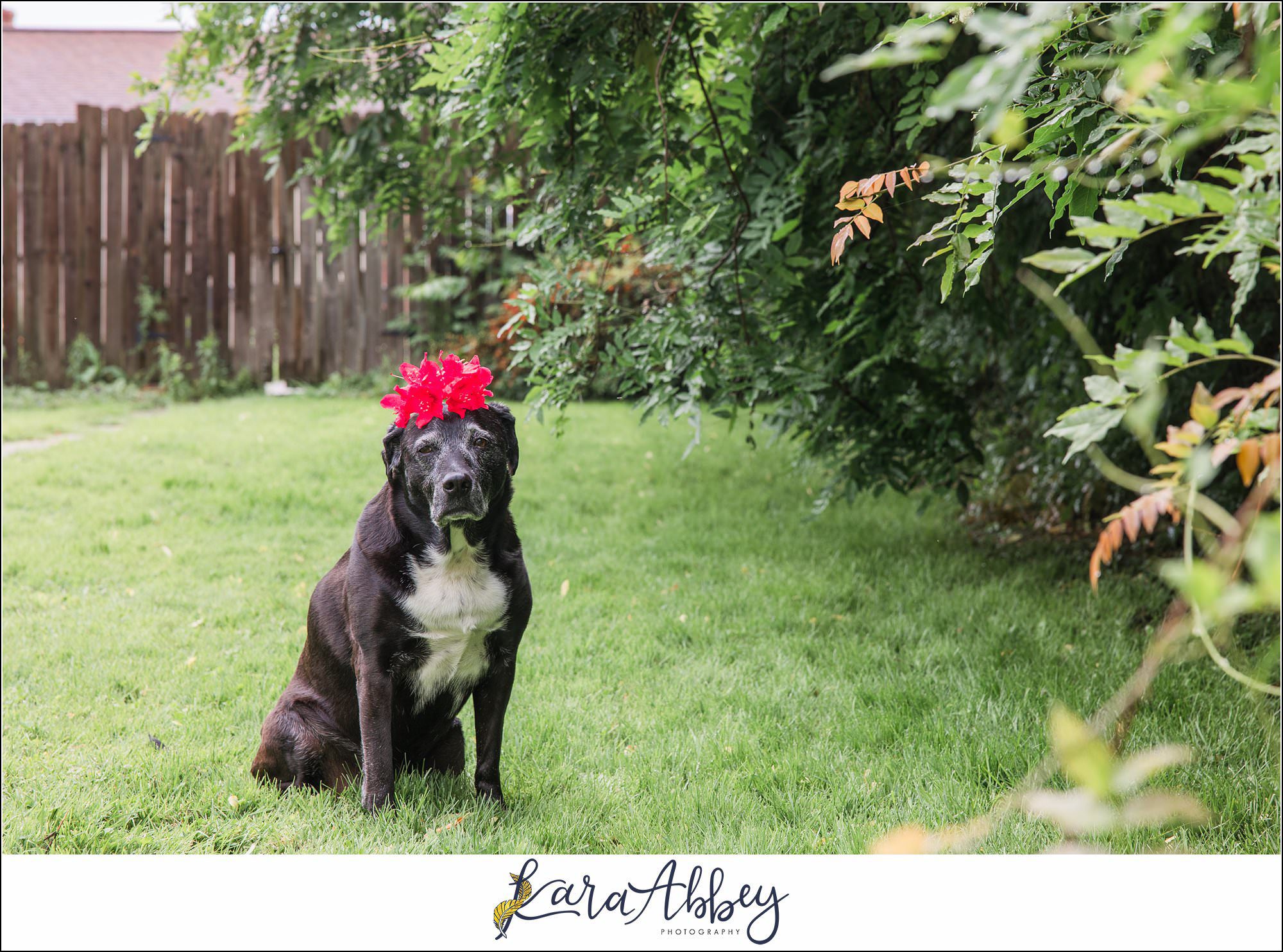 Abbys Saturday Blooper Reel from 2022 in Irwin PA - hilarious behind the scenes of my weekly project taking photos of our dog