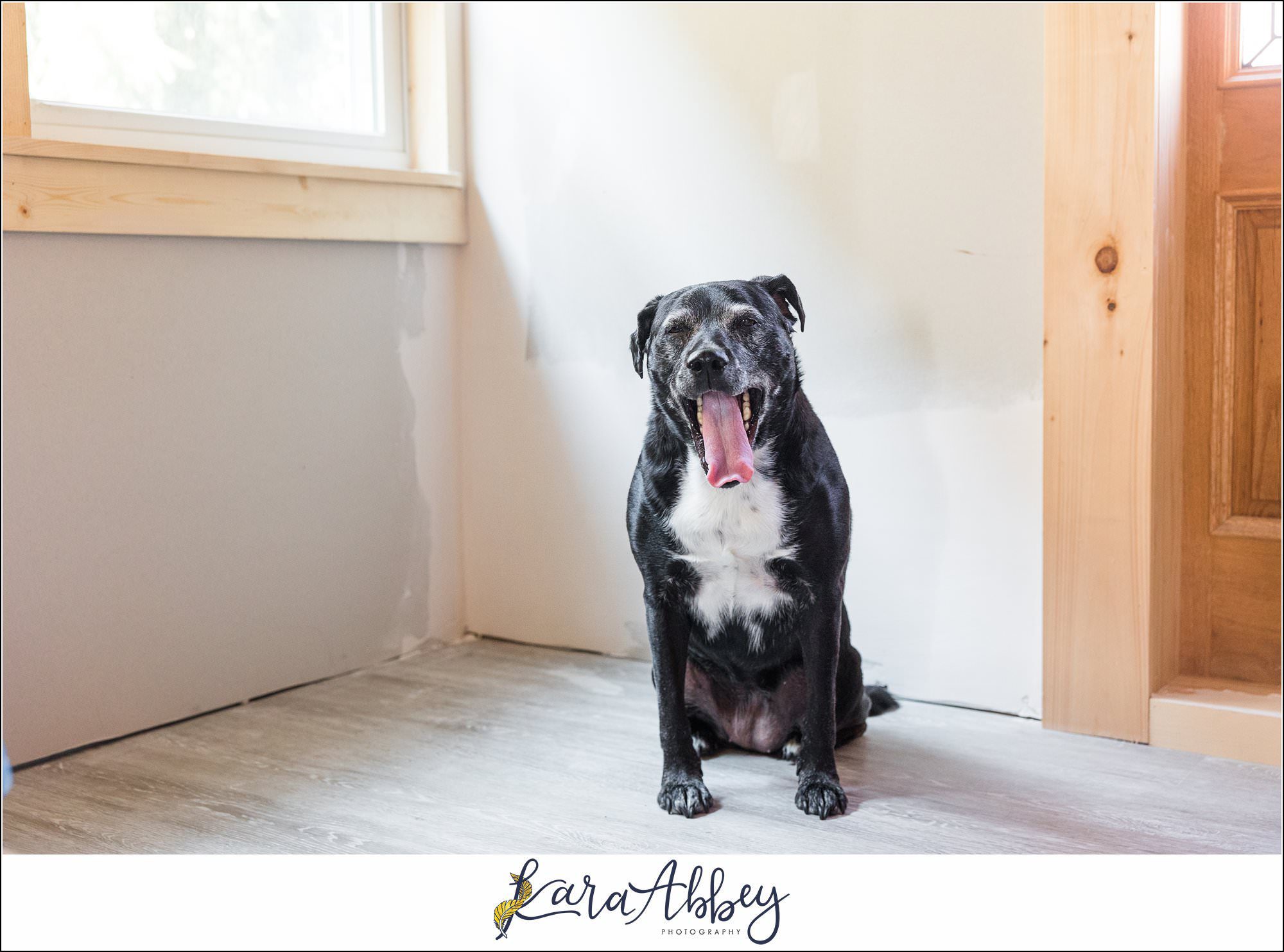 Abbys Saturday Blooper Reel from 2022 in Irwin PA - hilarious behind the scenes of my weekly project taking photos of our dog