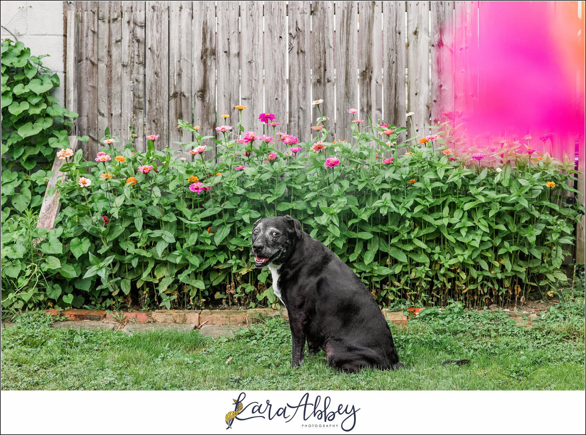 Abbys Saturday Blooper Reel from 2022 in Irwin PA - hilarious behind the scenes of my weekly project taking photos of our dog