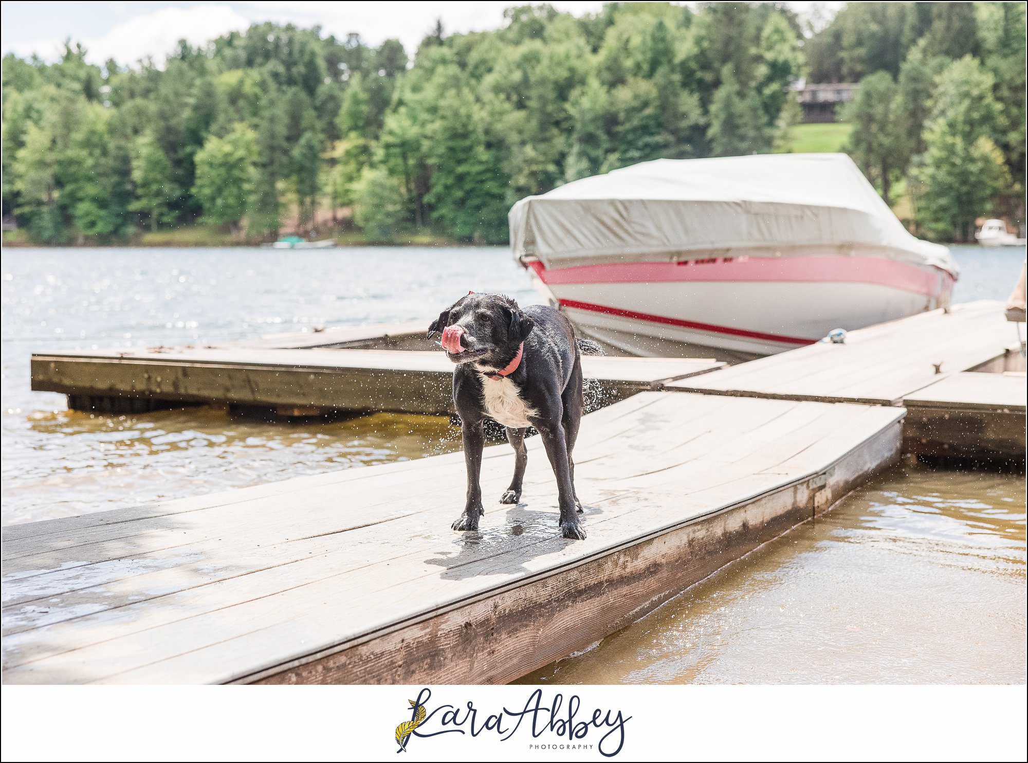 Abbys Saturday Blooper Reel from 2022 in Irwin PA - hilarious behind the scenes of my weekly project taking photos of our dog