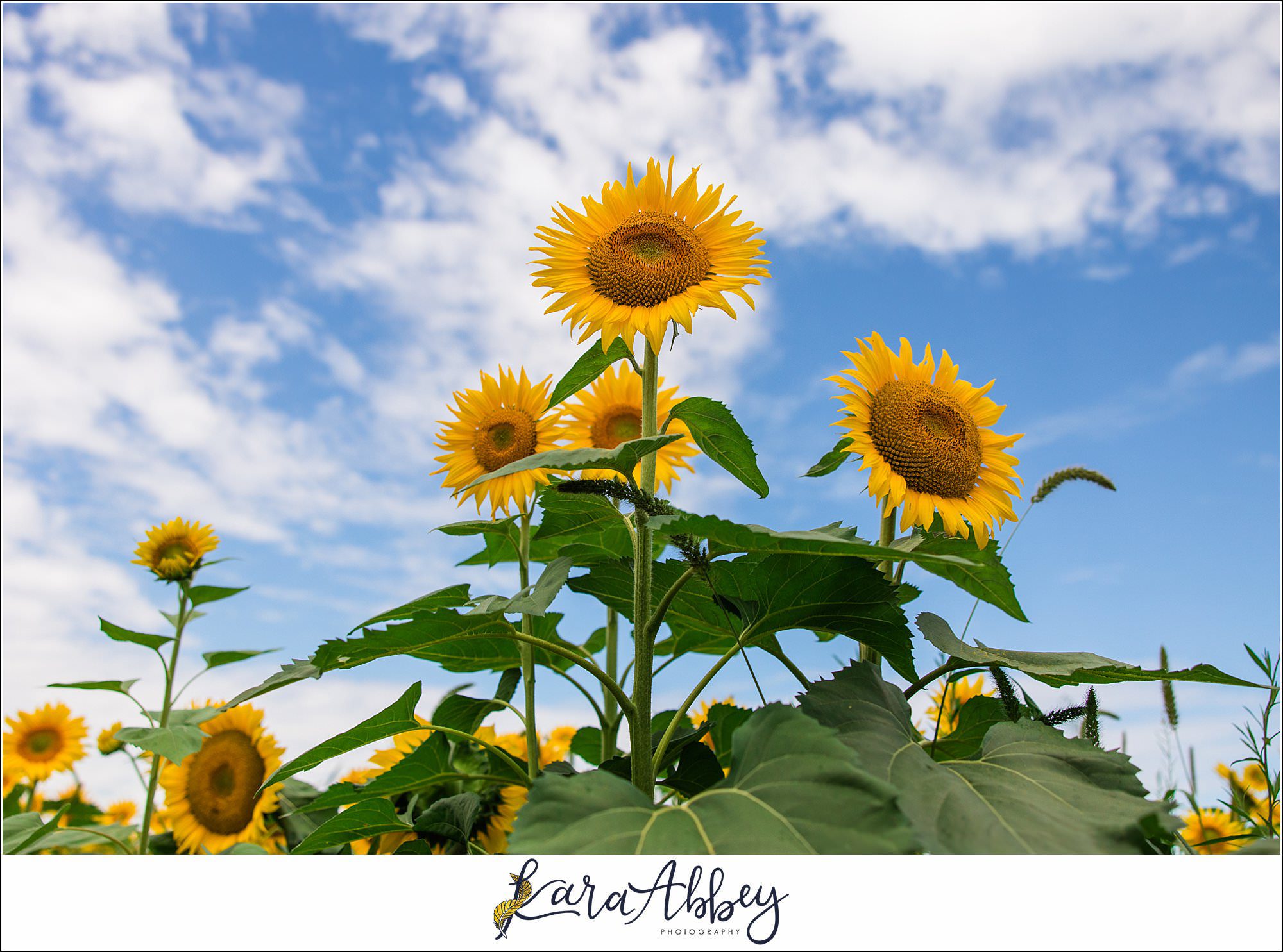 Kara Abbey Photography Favorite Personal Images from 2022