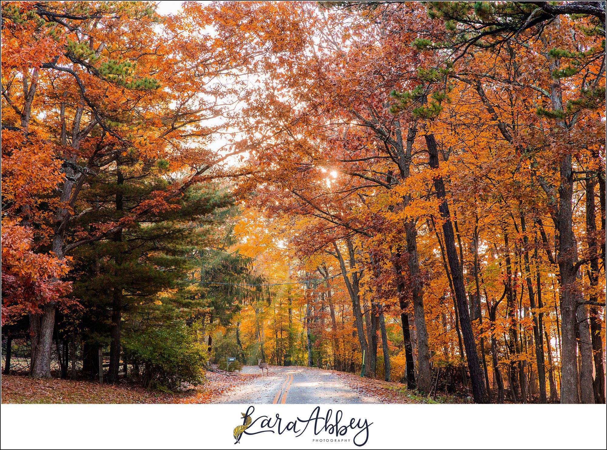 Kara Abbey Photography Favorite Personal Images from 2022