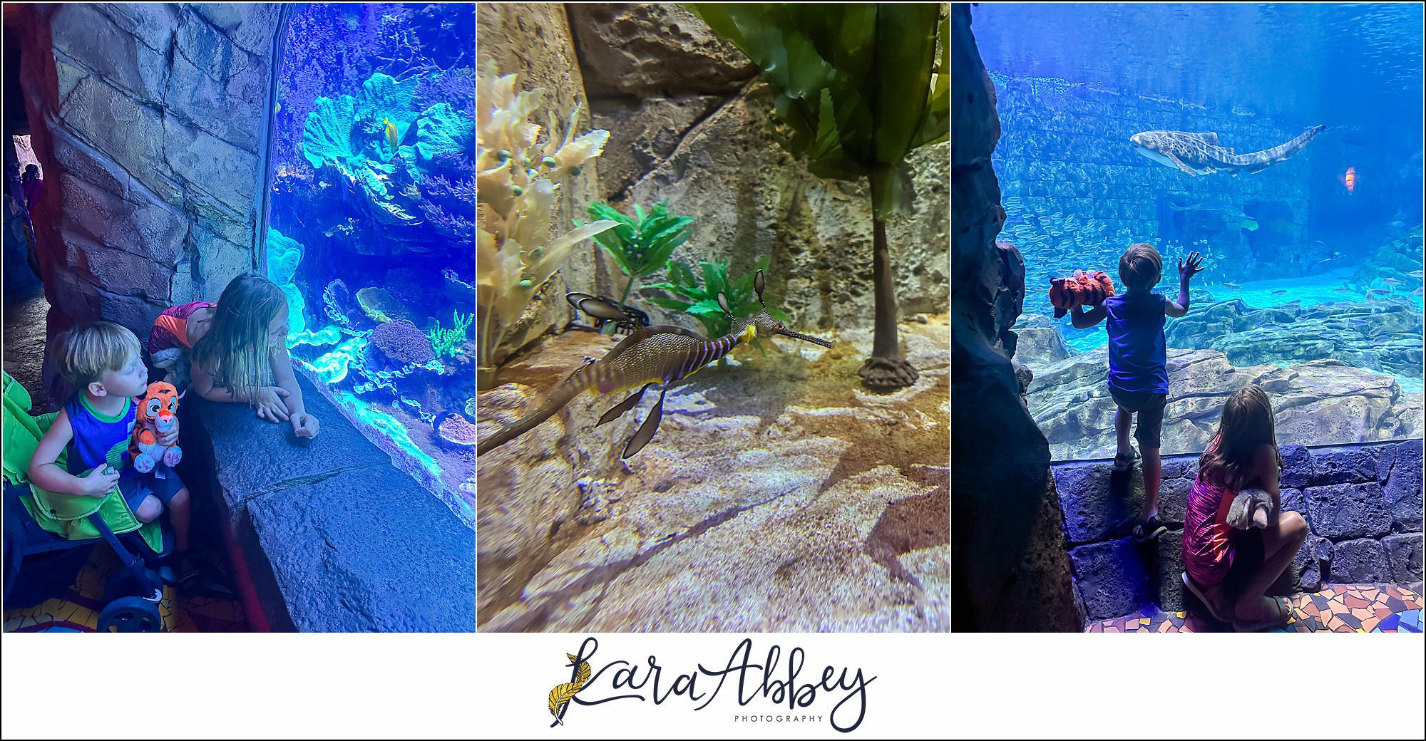 The Adventuring Abbeys go to Sea World Orlando in FL
