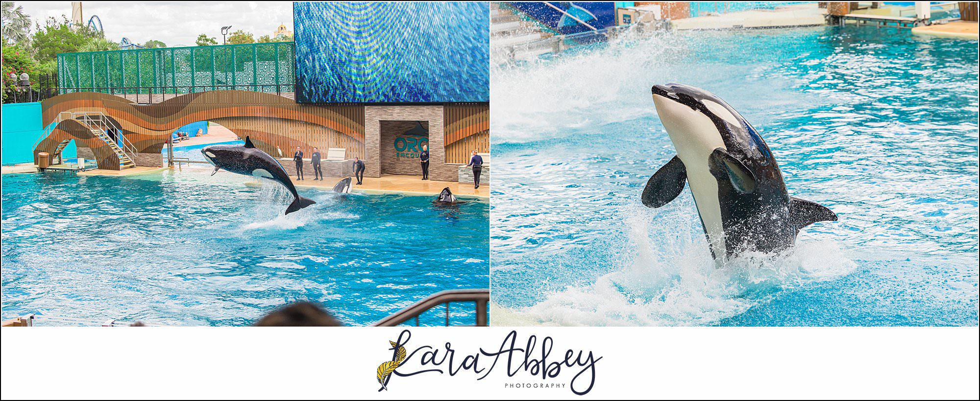 The Adventuring Abbeys go to Sea World Orlando