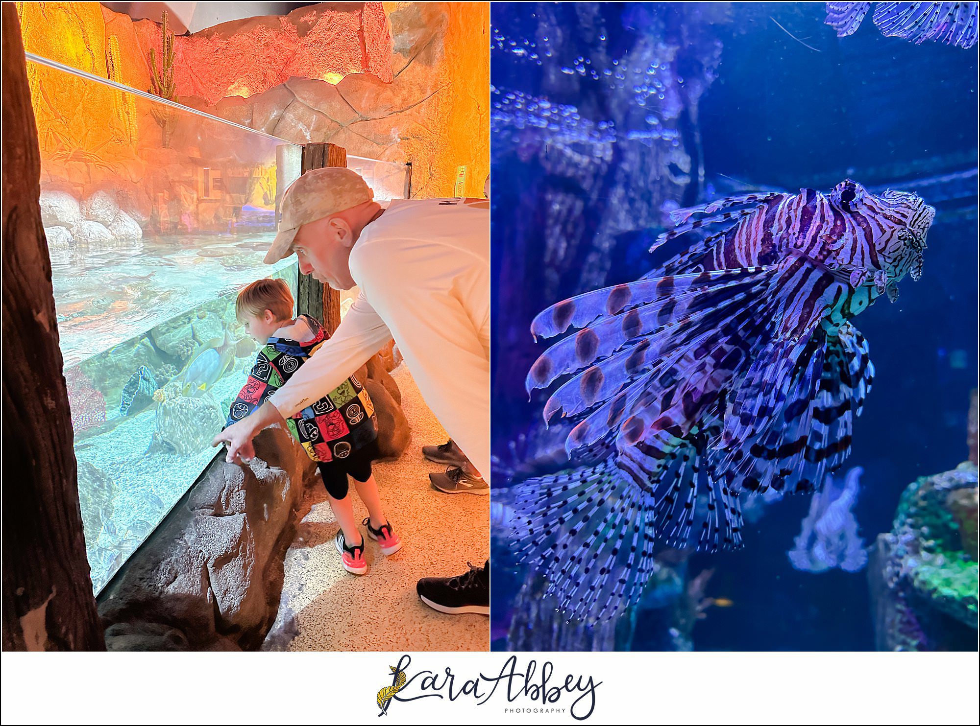 Legoland Discovery Center & SeaLife in Phoenix, AZ with the Adventuring Abbeys