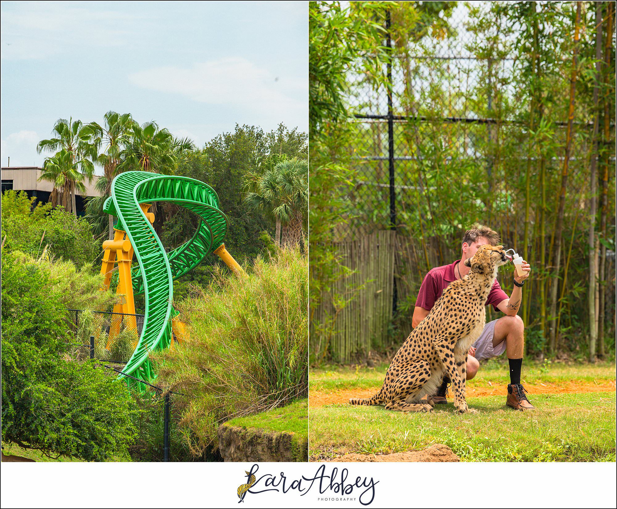 The Adventuring Abbeys go to Busch Gardens Tampa